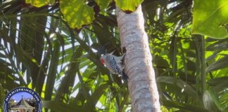 Woodpecker Carving a Home in Miami Springs Red-bellied Woodpecker in Miami Springs
