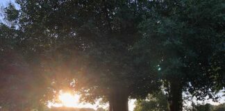 We Love Our Tree Canopy in Miami Springs