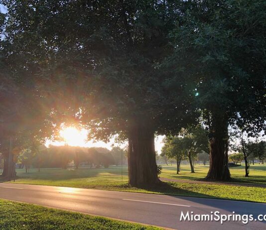 We Love Our Tree Canopy in Miami Springs