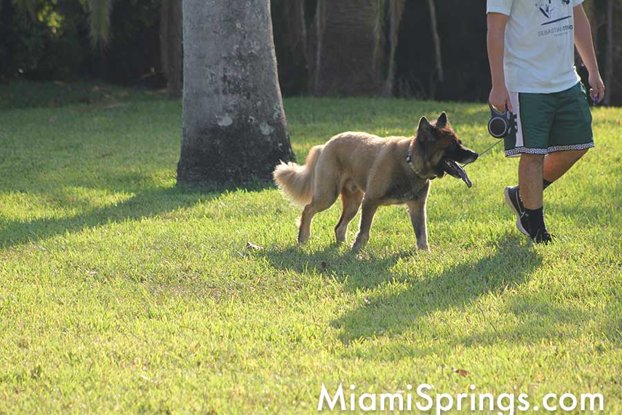 Dogs in Miami Springs