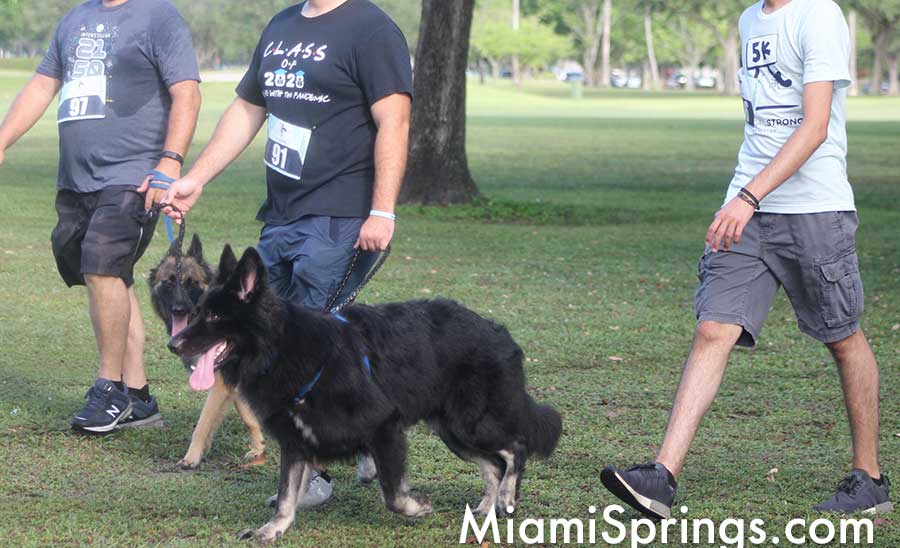 Dogs in Miami Springs