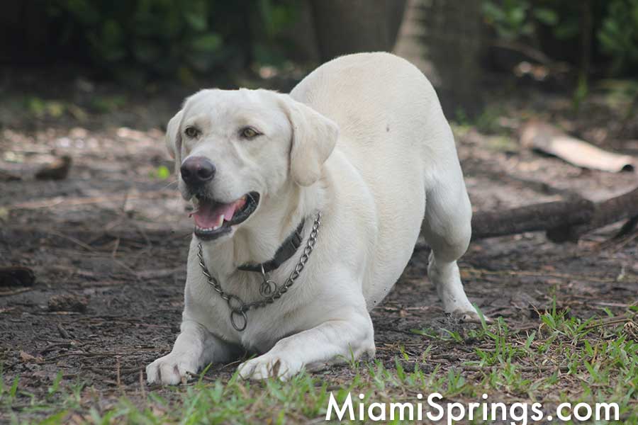 Yellow Lab