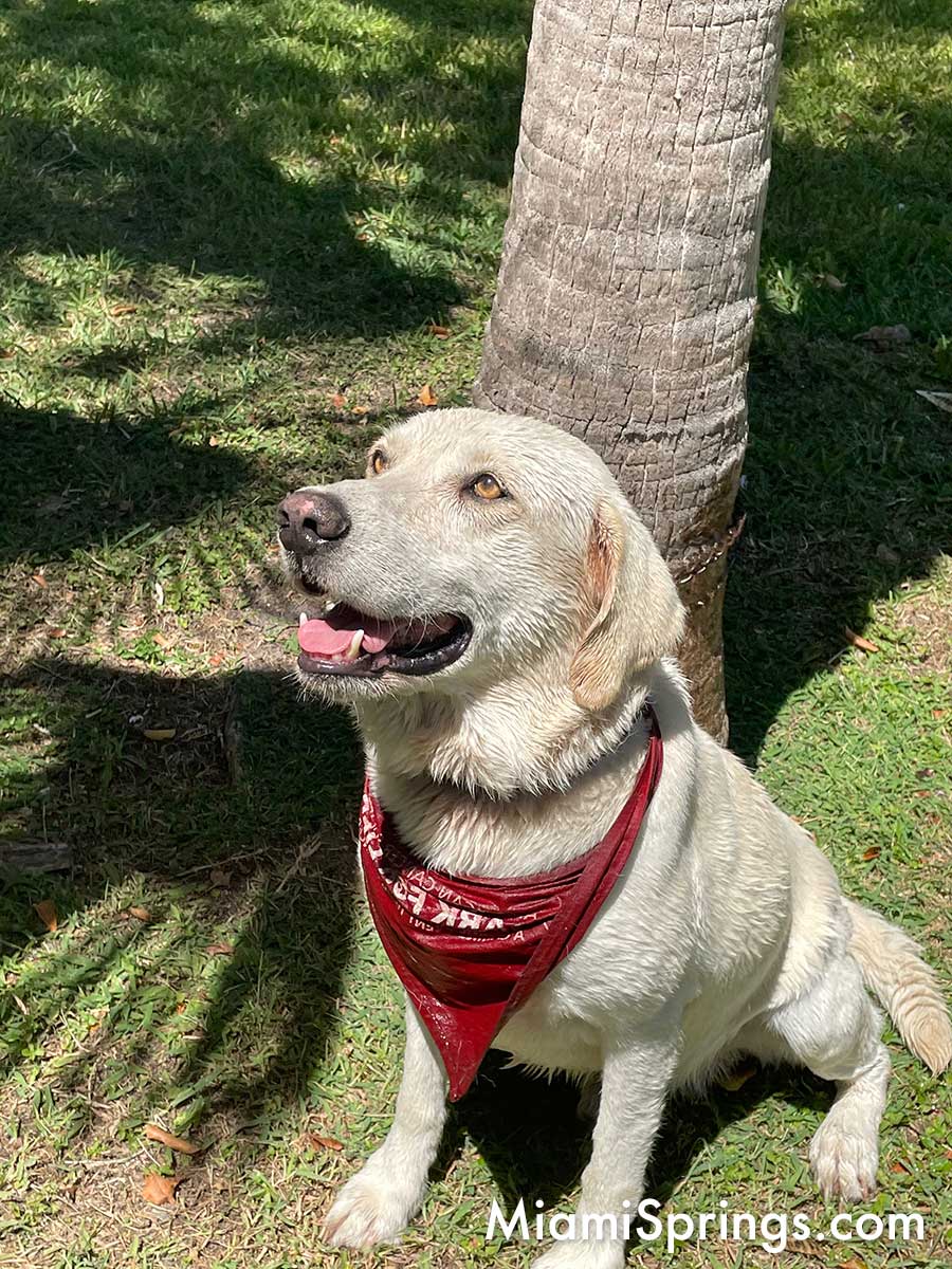 Yellow Lab