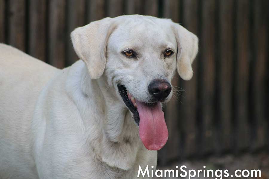 Yellow Lab
