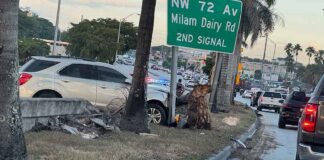 Eastbound 36 Street Shutdown SUV vs tree on 36th Street