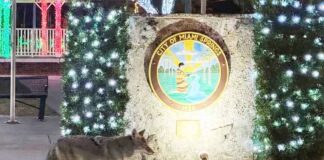 More Details on Coyote Shooting Incident Coyote in Miami Springs