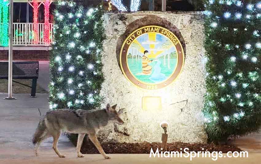 Coyote in Miami Springs