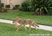 Message from Miami Springs Police Chief Matthew Castillo re: Coyote Incident Coyote with Chihuahua in its mouth