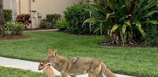 Coyote with Chihuahua in its mouth