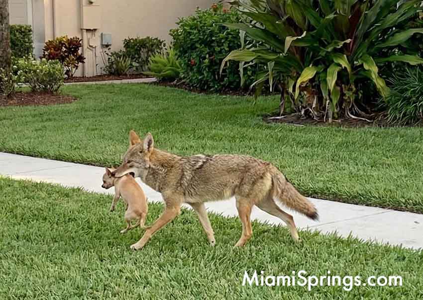 Coyote with Chihuahua in its mouth