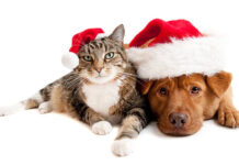 Dear Santa, I Hope You Can Read This Letter. I’m A Dog!