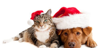 Dear Santa, I Hope You Can Read This Letter. I’m A Dog!