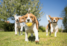 Towards A More Inclusive Dog Park……Or Not