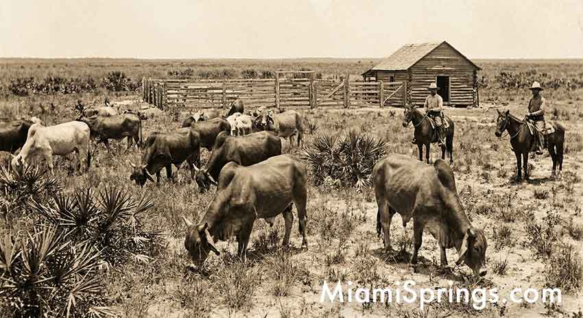 Brahman Cattle
