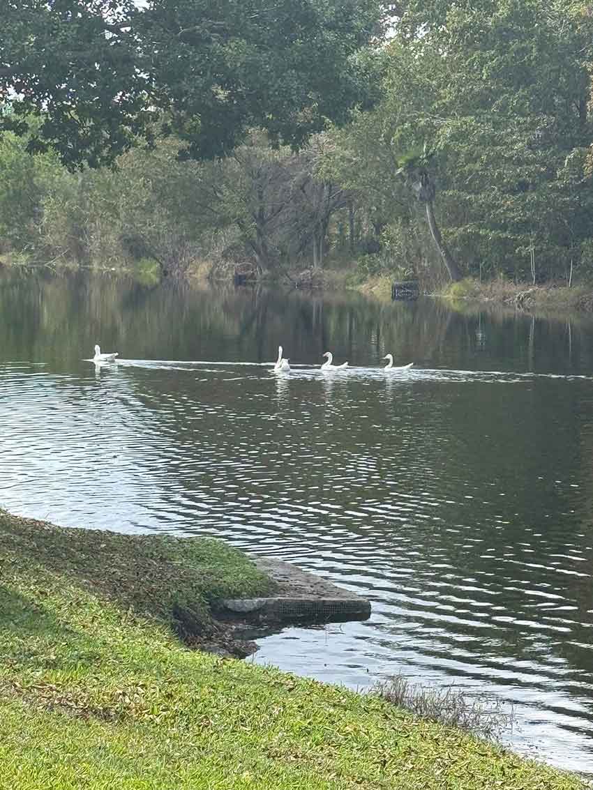 Photo Credit: Village of Virginia Gardens