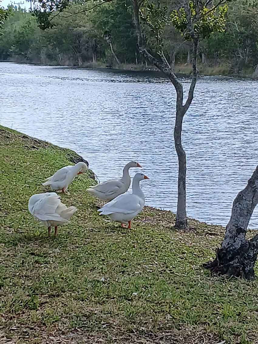 Photo Credit: Village of Virginia Gardens