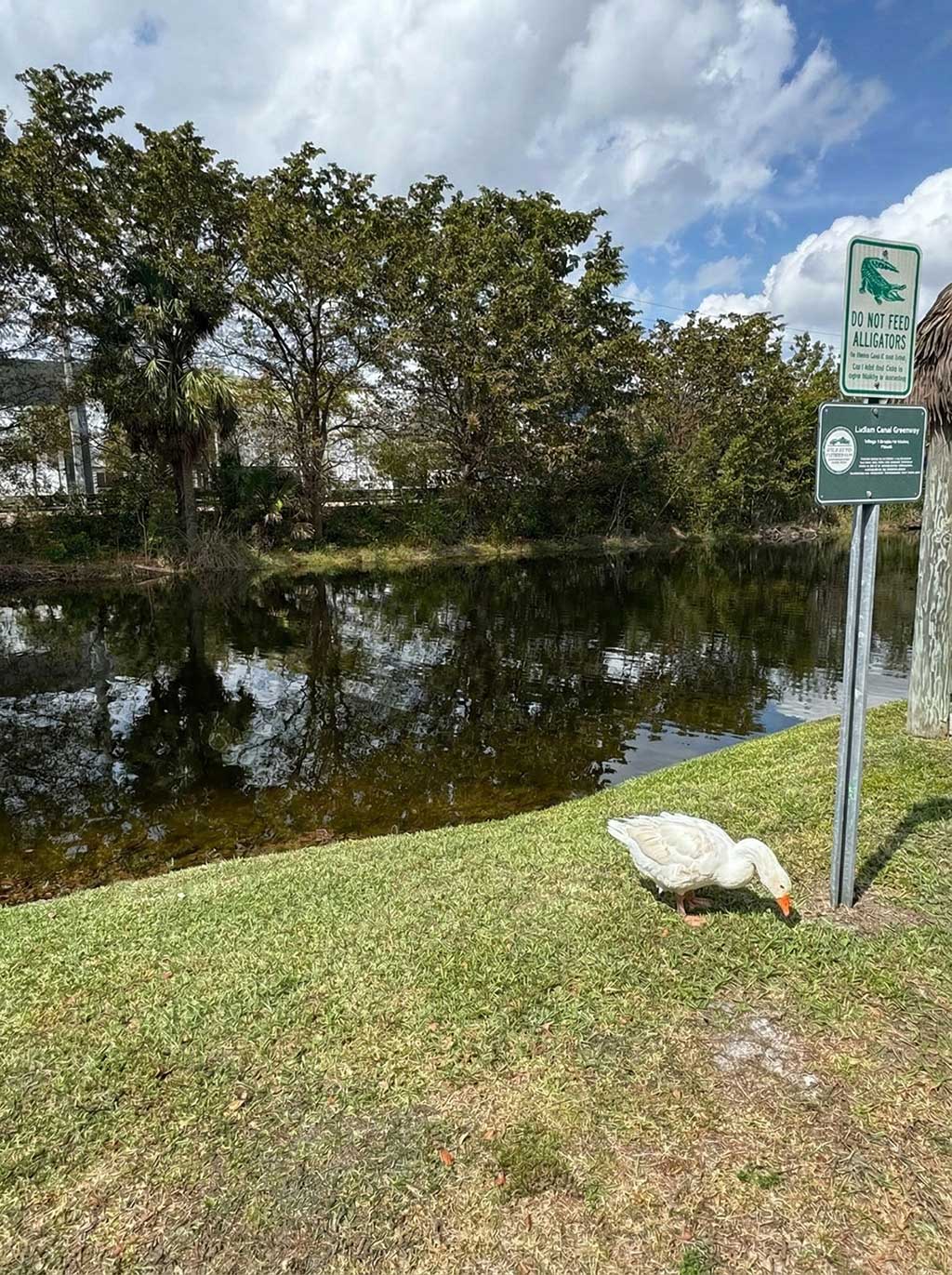 Lonely Goose - Dorothy at the Ludlam Canal