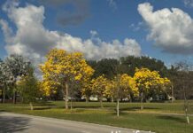 Sunshine in a Canopy: Why the Golden Trumpet Tree Will Steal Your Heart