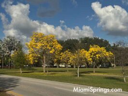 Sunshine in a Canopy: Why the Golden Trumpet Tree Will Steal Your Heart
