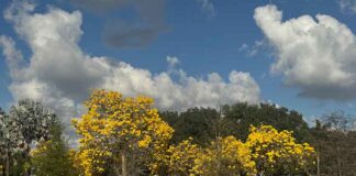 Sunshine in a Canopy: Why the Golden Trumpet Tree Will Steal Your Heart