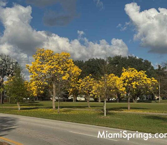 Sunshine in a Canopy: Why the Golden Trumpet Tree Will Steal Your Heart