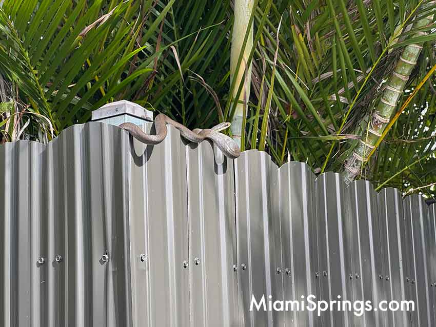 Blue Racer in Miami Springs