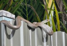 The Everglades Racer: Miami Springs’ Native Speedster Everglades Racer in Miami Springs