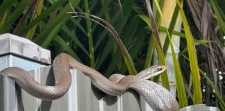 The Everglades Racer: Miami Springs’ Native Speedster Everglades Racer in Miami Springs