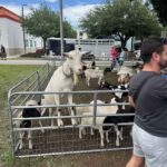 Petting Zoo at the 2026 River Cities Regatta in Miami Springs