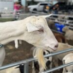 Petting Zoo at the 2026 River Cities Regatta in Miami Springs