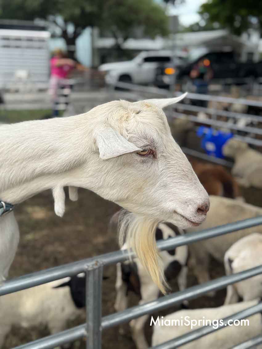 Petting Zoo at the 2026 River Cities Regatta in Miami Springs