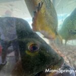 Fishing Tournament at the 2026 River Cities Festival