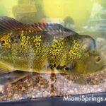 Fishing Tournament at the 2026 River Cities Festival