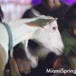 Petting Zoo at the 2026 River Cities Regatta in Miami Springs