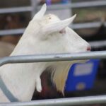 Petting Zoo at the 2026 River Cities Regatta in Miami Springs