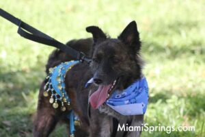 Pet Parade at the 2026 River Cities Regatta in Miami Springs