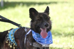 Pet Parade at the 2026 River Cities Regatta in Miami Springs