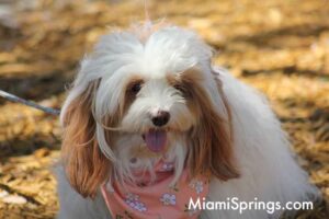 Pet Parade at the 2026 River Cities Regatta in Miami Springs