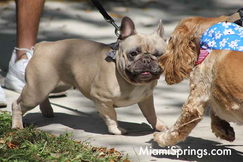 Pet Parade at the 2026 River Cities Regatta in Miami Springs