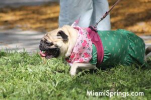 Pet Parade at the 2026 River Cities Regatta in Miami Springs