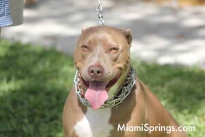 Pet Parade at the 2026 River Cities Regatta in Miami Springs