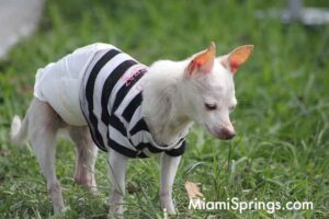 Pet Parade at the 2026 River Cities Regatta in Miami Springs
