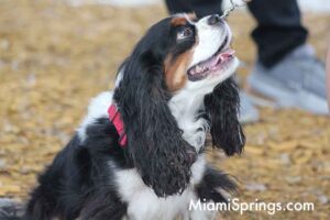 Pet Parade at the 2026 River Cities Regatta in Miami Springs