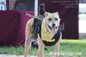 Pet Parade at the 2026 River Cities Regatta in Miami Springs