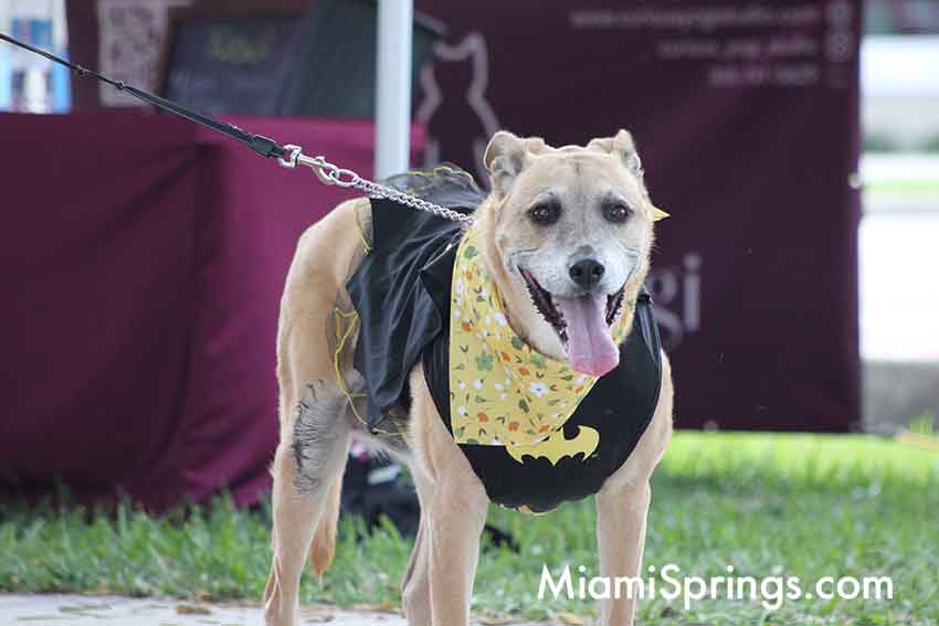 Pet Parade at the 2026 River Cities Regatta in Miami Springs