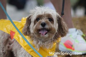 Pet Parade at the 2026 River Cities Regatta in Miami Springs