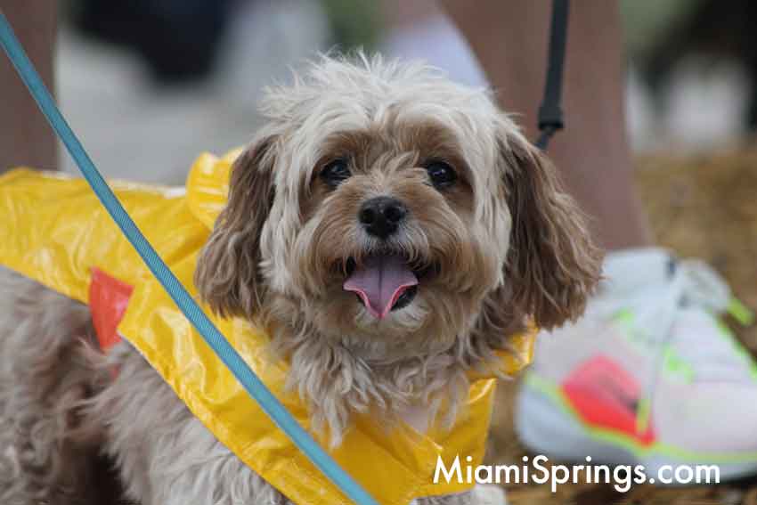 Pet Parade at the 2026 River Cities Regatta in Miami Springs