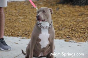 Pet Parade at the 2026 River Cities Regatta in Miami Springs