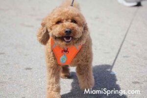 Pet Parade at the 2026 River Cities Regatta in Miami Springs
