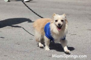 Pet Parade at the 2026 River Cities Regatta in Miami Springs